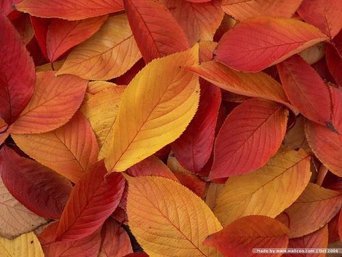 我在秋天令人印象深刻