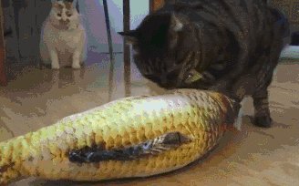 我不是鱼