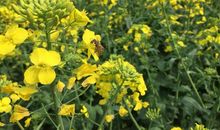 我爱春—美丽的花