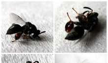 我是一只小小苍蝇