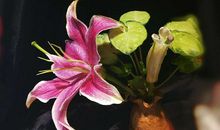 与梦同行只为那一瞬辉煌