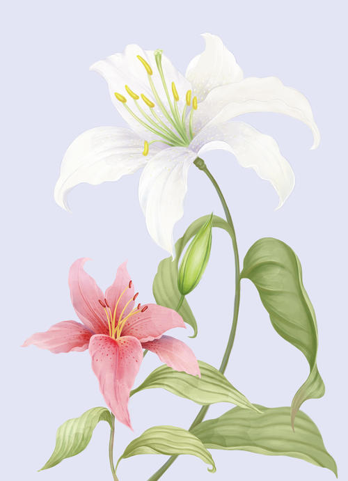 我最喜欢的百合花