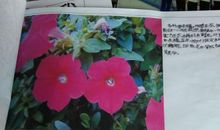 我的植物我做主