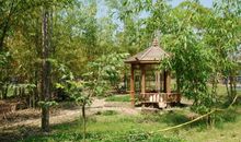 校园里的小竹林