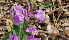 与春天一起散步