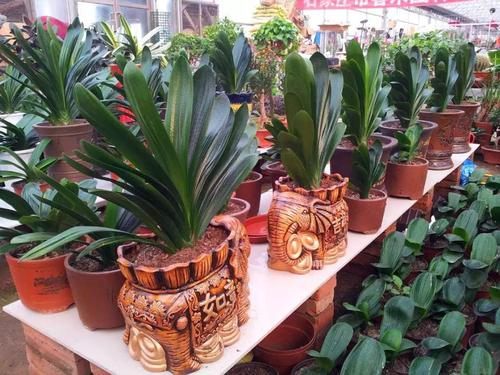 参观除夕花卉市场-君子兰