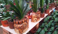 探访年宵花市——君子兰