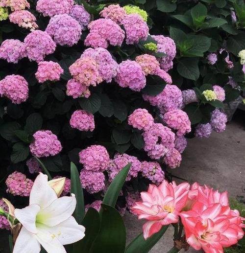 喜欢种花的邻居