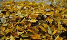 雨落在大自然里