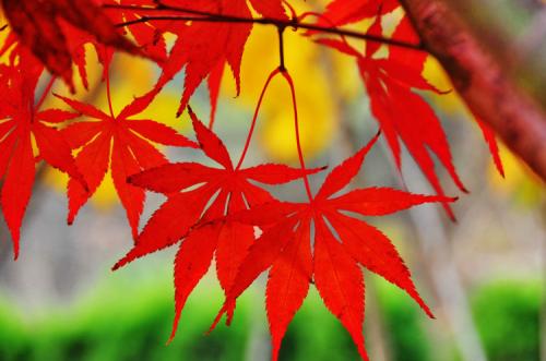 小枫叶历险记