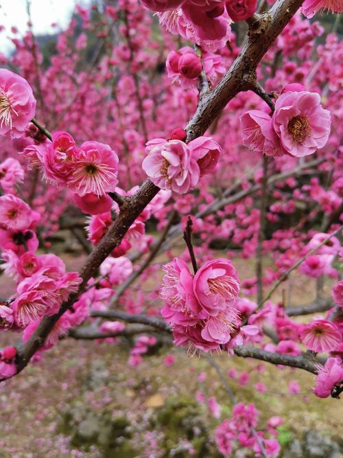 梅花