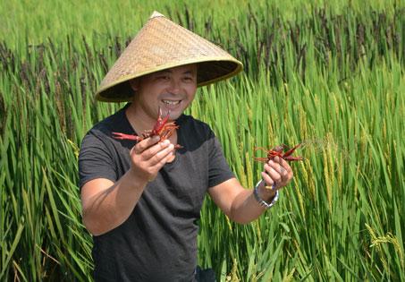 提高龙虾