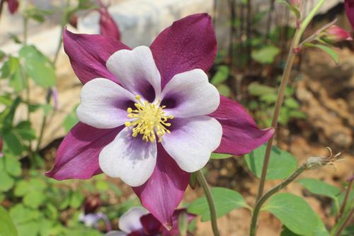 感恩节生活春天开花
