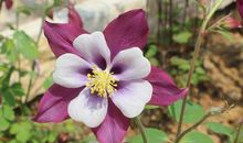 感恩生活春暖花开