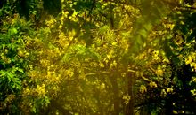 温暖阳光照耀我心