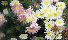 幸福与秋菊相伴而行