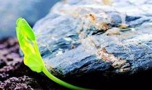 一缕叫信念的阳光