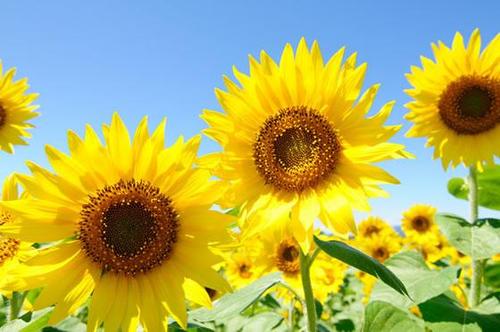 鲜花需要阳光