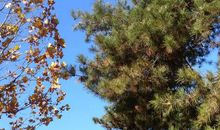 梧桐纷飞的季节