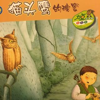 我发现了猫头鹰的秘密