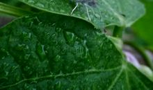 还你一片绿色家园