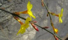 寻找春的的足迹