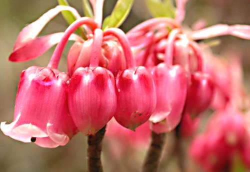 灯笼花真漂亮