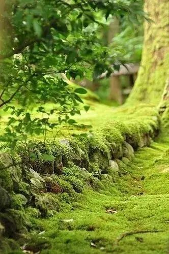 让这个世界触摸绿色