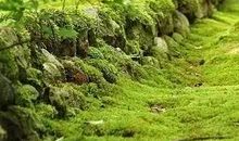 让这个世界多一抹绿色