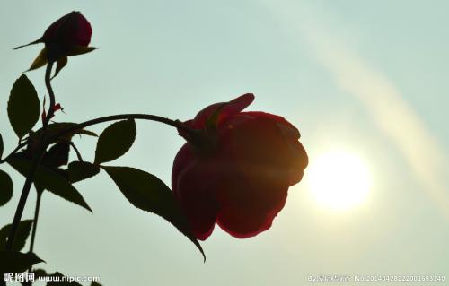 “花季太阳”