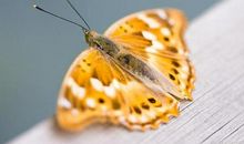 破茧成蝶的瞬间