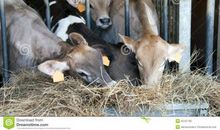 难忘奶牛场之行