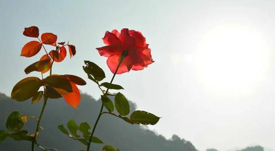 生活需要驻扎