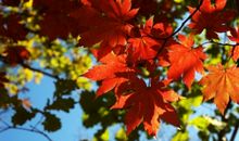 幸福与秋叶相伴而行