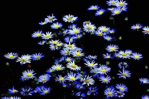 第比特心脏糖果