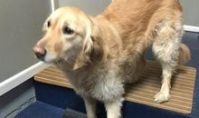 我与动物间的趣事