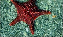 神奇的海洋生物