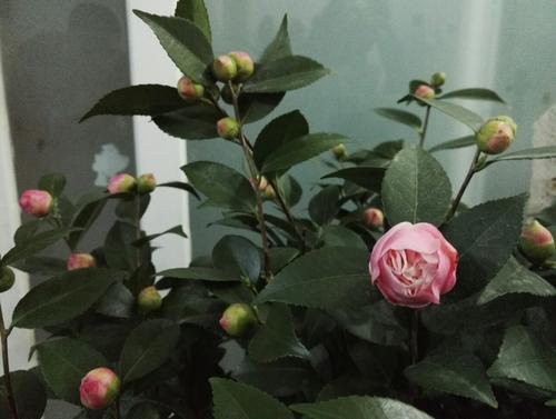 有一朵山茶花伴随着长期的茶花