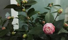 有山茶花相伴滋味长