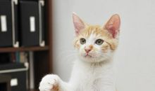 我的动物朋友小猫咪