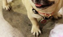 我最喜欢的小动物——八哥