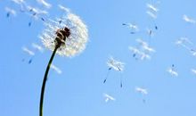 蒲公英的温暖
