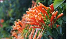 红红火火串鞭炮