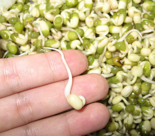 绿豆芽浸泡