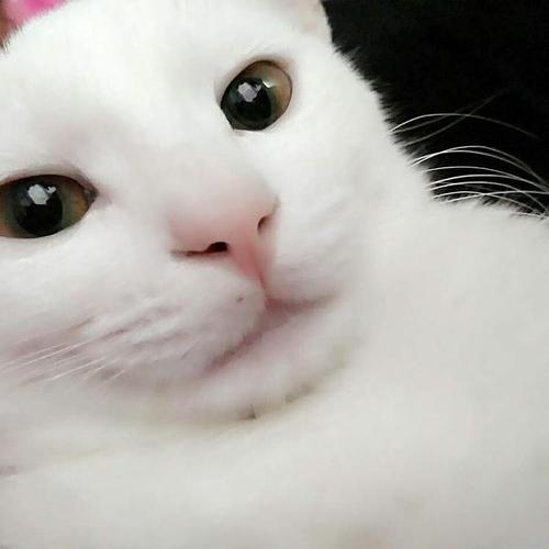 我的小猫