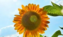 向日葵开过的旧夏天