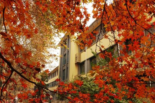 我永远不会忘记凤凰。