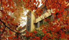 我永远忘不了那梧桐