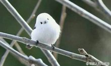 鸟儿，我的小天使_650字