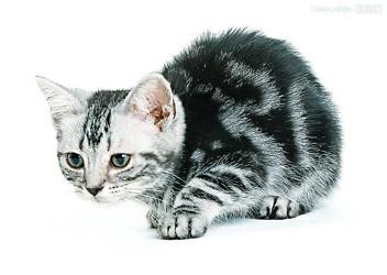小花猫和大老鼠